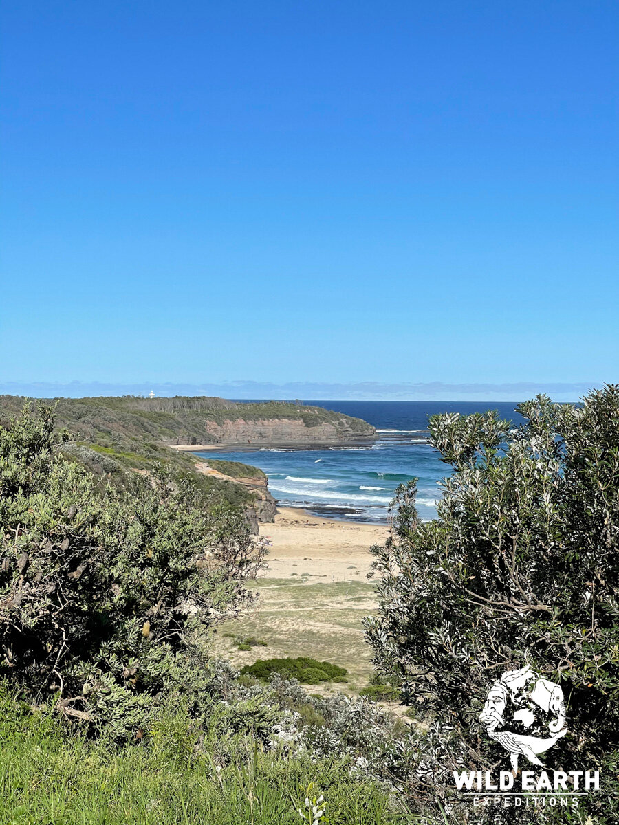 AUS_South Coast NSW-Wild Van Clan Road Trip ©21 Natalia Baechtold _1200WE 020.jpg