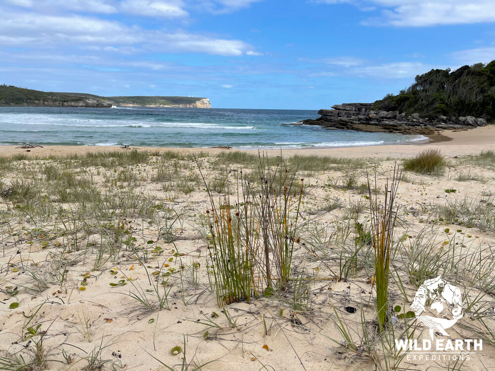 AUS_South Coast NSW-Wild Van Clan Road Trip ©21 Natalia Baechtold _1200WE 052.jpg