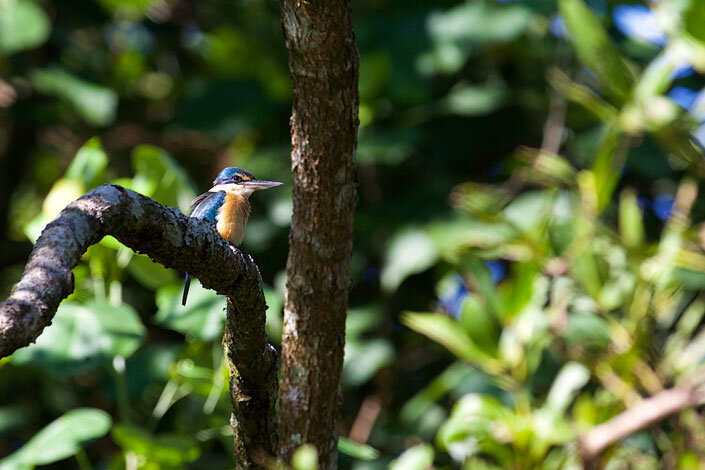 AUS_Daintree-River-©15-Thomas-Baechtold-0560.jpg