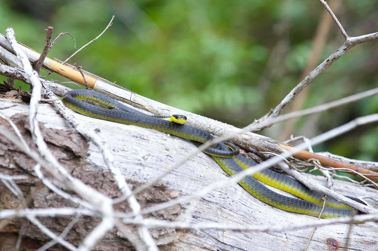 AUS_Daintree-River-©15-Thomas-Baechtold-0596.jpg