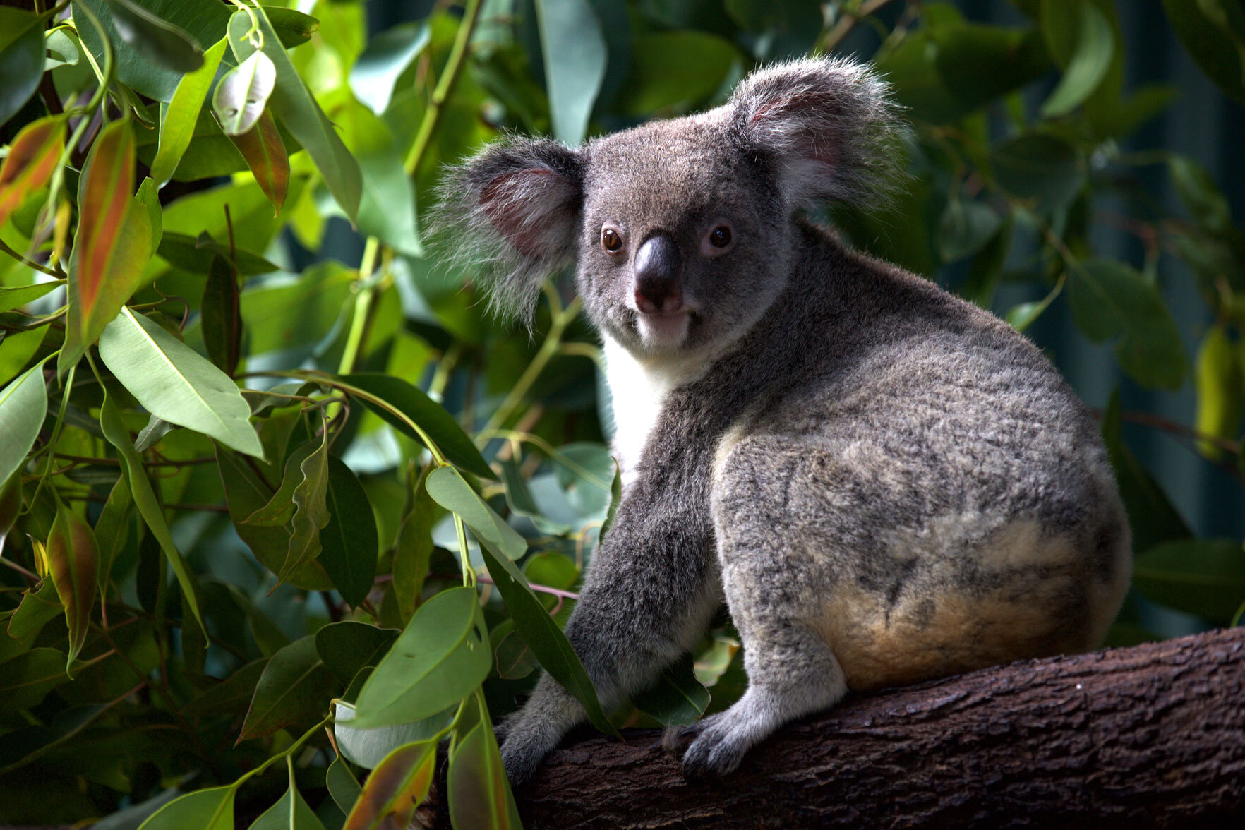 AUS_Daintree-Wildlife-Habitat-©15-Thomas-Baechtold-0603.jpg