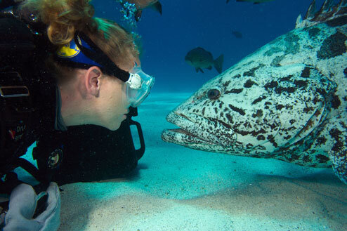 AUS_Diver-Grouper-©-Spirit-of-Freedom.jpg