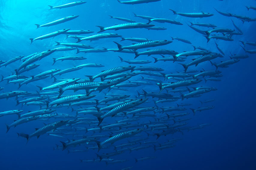 AUS_Great-Barrier-Reef-UW-©12-Thomas-Baechtold-0336.jpg