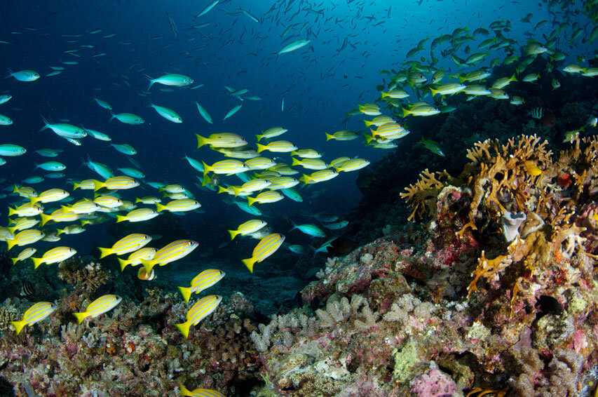 AUS_Great-Barrier-Reef-UW-©12-Thomas-Baechtold-0343.jpg