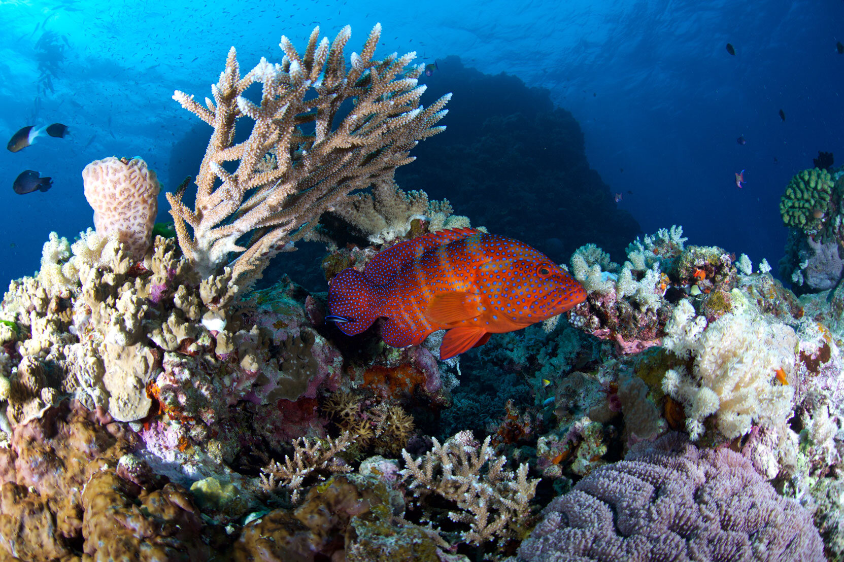 AUS_Great-Barrier-Reef-UW-©15-Thomas-Baechtold-0714.jpg