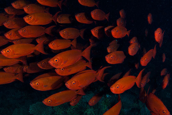 AUS_Great-Barrier-Reef-UW-Cod-Hole-©12-Thomas-Baechtold-0780.jpg