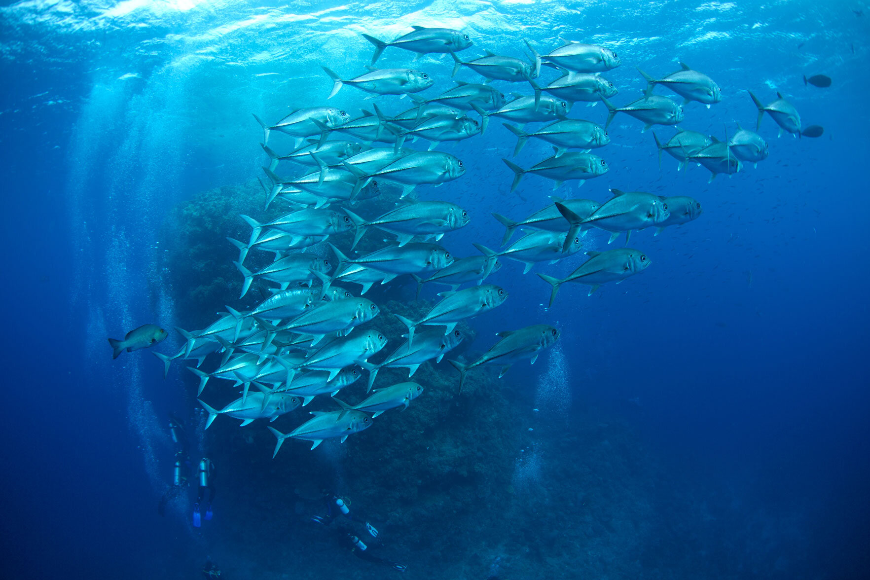 AUS_Great-Barrier-Reef-UW-©15-Thomas-Baechtold-0749.jpg