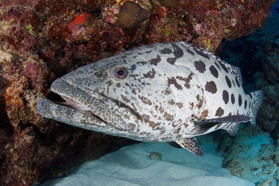 AUS_Great-Barrier-Reef-UW-Cod-Hole-©15-Thomas-Baechtold-0901.jpg