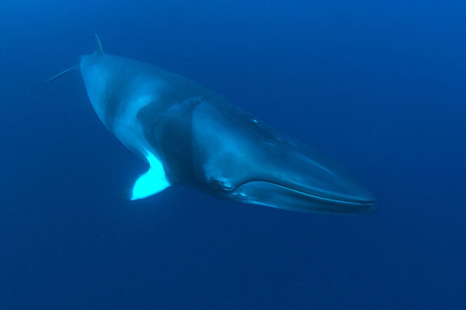 AUS_Great-Barrier-Reef-UW-Dwarf-Minke-Whales-©12-Thomas-Baechtold-0006.jpg