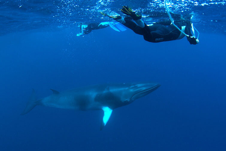 AUS_Great-Barrier-Reef-UW-Dwarf-Minke-Whales-©12-Thomas-Baechtold-0046.jpg