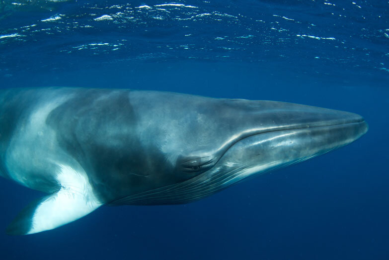 AUS_Great-Barrier-Reef-UW-Dwarf-Minke-Whales-©12-Thomas-Baechtold-0102.jpg