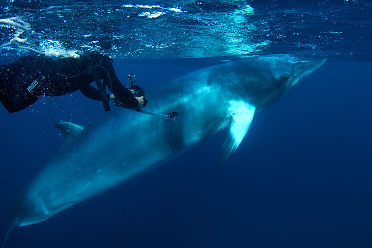 AUS_Great-Barrier-Reef-UW-Dwarf-Minke-Whales-©12-Thomas-Baechtold-0066.jpg