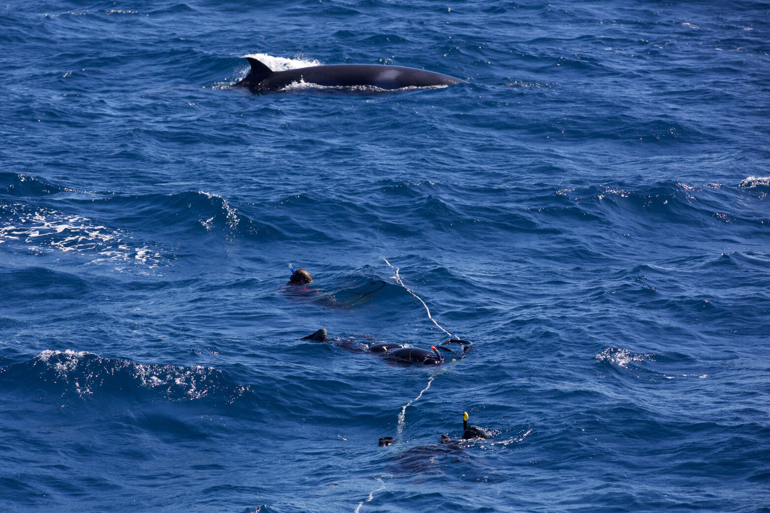 AUS_Great-Barrier-Reef-UW-Dwarf-Minke-Whales-©15-Sandi-Gerstung-1681.jpg