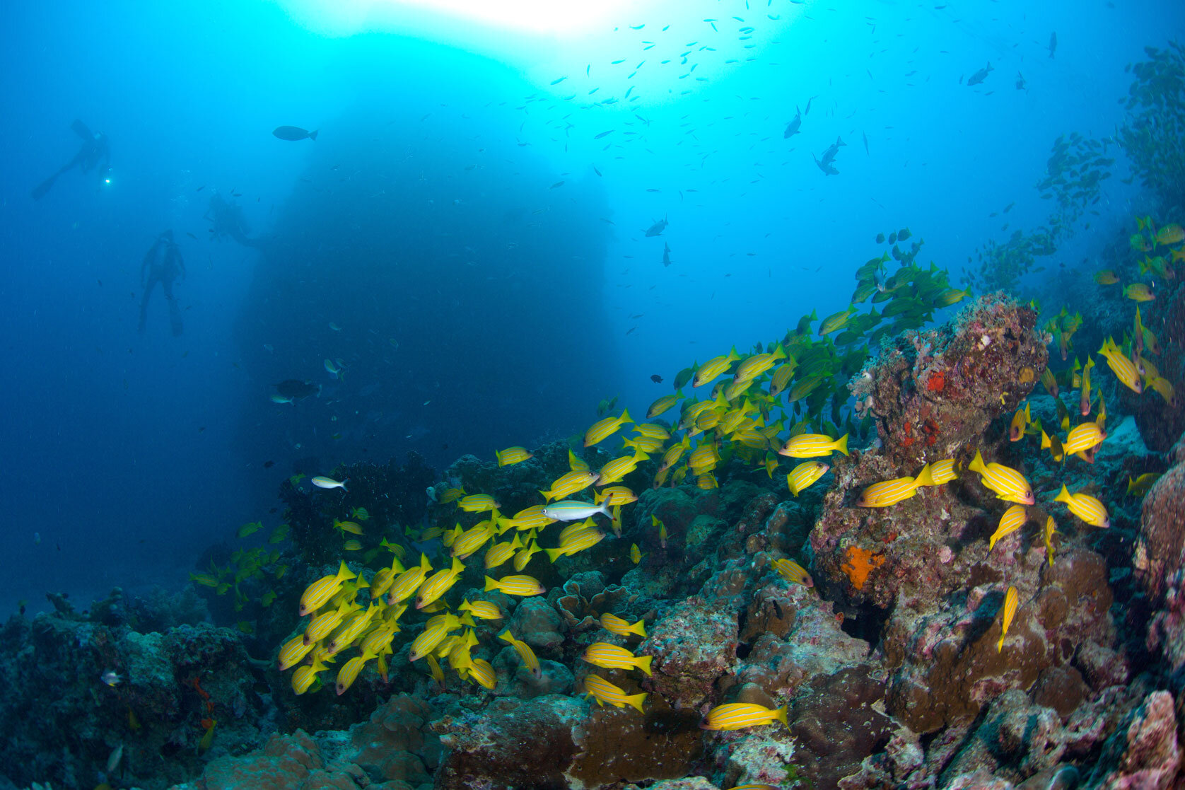 AUS_Great-Barrier-Reef-UW-Lighthouse-Bommie-©15-Thomas-Baechtold-1370.jpg