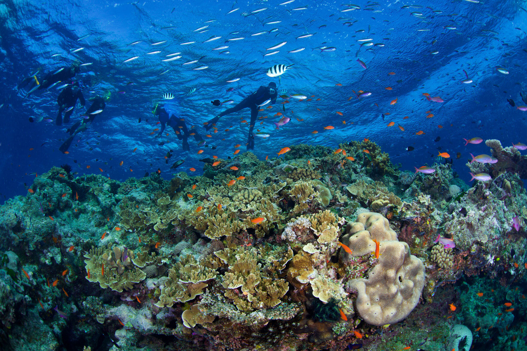 AUS_Great-Barrier-Reef-UW-Pixie-Pinnacle-©15-Thomas-Baechtold-1192.jpg