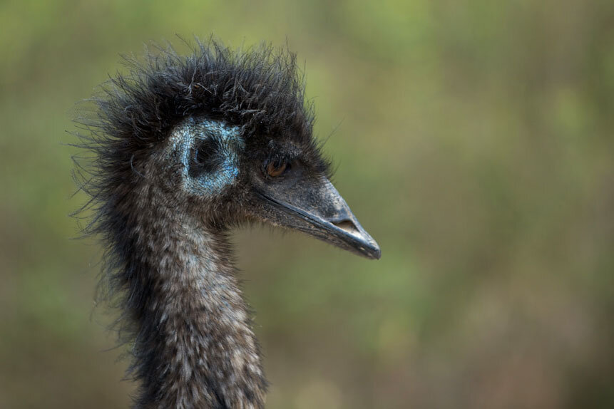 AUS_Mareeba-Wetlands-©12-Thomas-Baechtold-0140.jpg