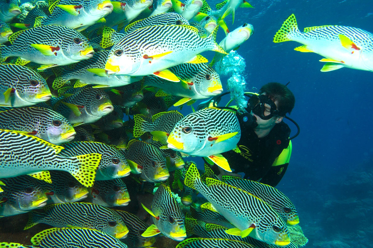 AUS_Sweetlip-Diver-©-Spirit-of-Freedom.jpg