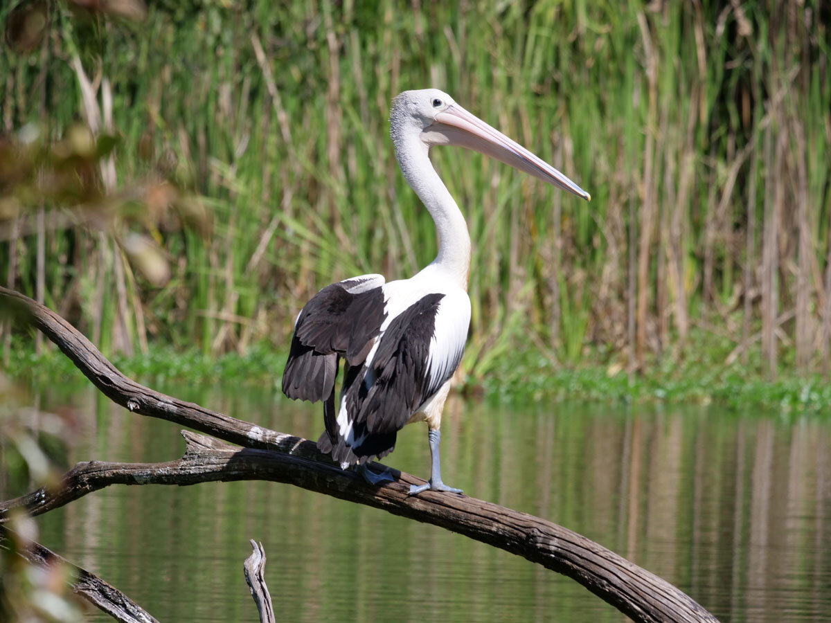 AUS_Berry-Springs-Darwin-Wildlife-Park-©21-Thomas-Baechtold-018.jpg