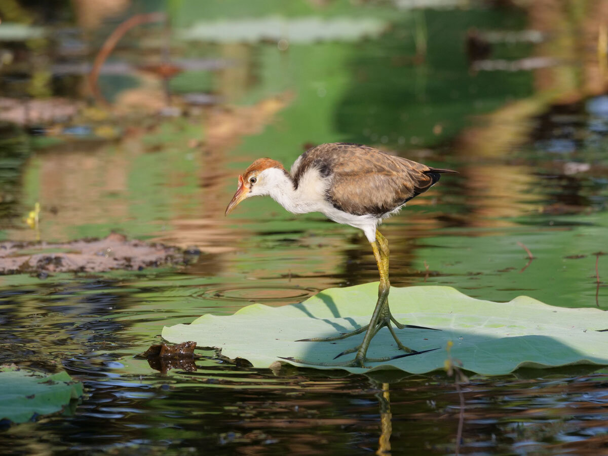 AUS_Corroboree-Billabong-Wetlands-Cruise--©21-Thomas-Baechtold-182.jpg