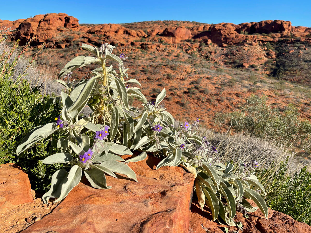 AUS_Watarrka-NP-Kings-Canyon-©21-Natalia-Baechtold-150.jpg