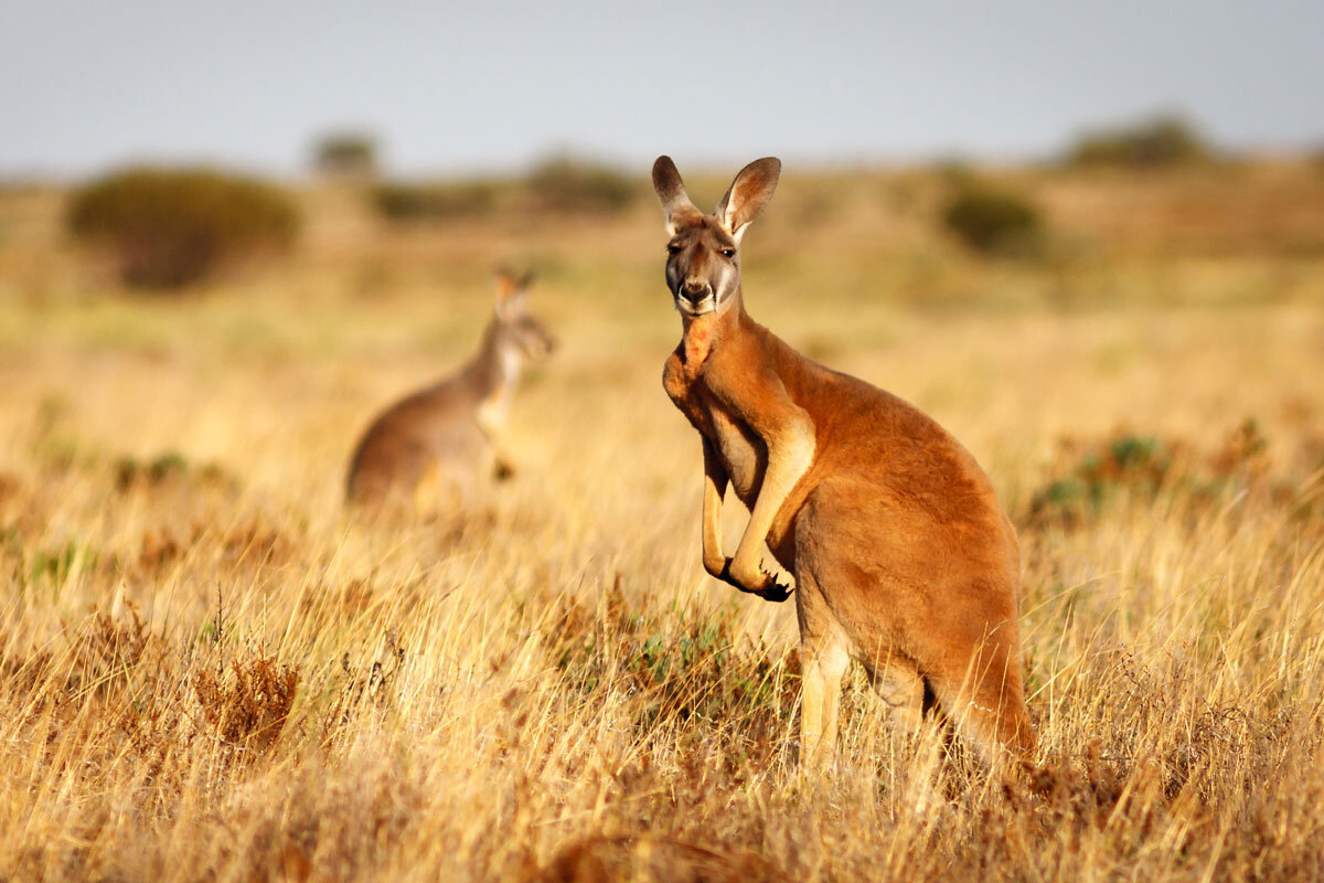 AUS_Red-Kangaroos-©-AdobeStock_131998847.jpg