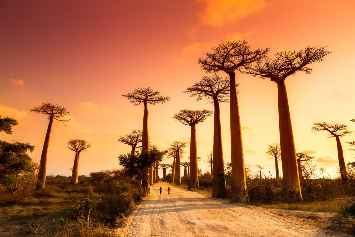 MDG_Madagascar-Avenue of Baobabs © AdobeStock_163235373.jpeg