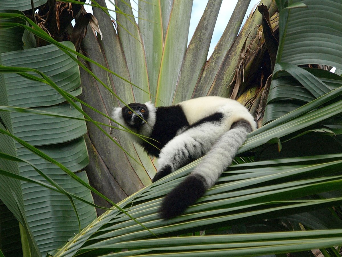 MDG_Madagascar-Black and White Ruffed lemur © Masoala Rain Forest Lodge 1.jpeg