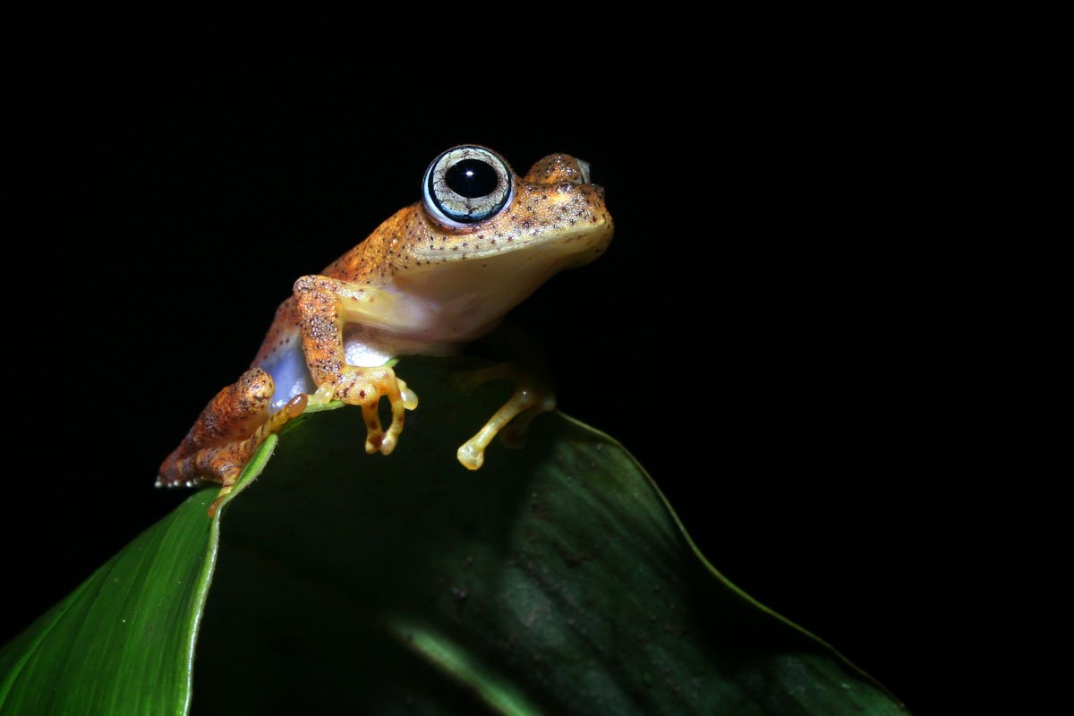 MDG_Madagascar-Frog © AdobeStock_16993464.jpeg