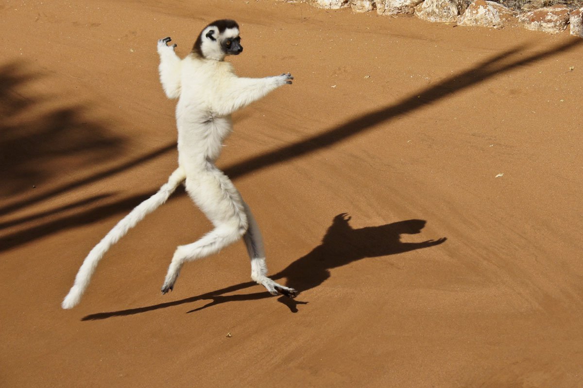 MDG_Madagascar-Lemur © AdobeStock_358214296.jpeg