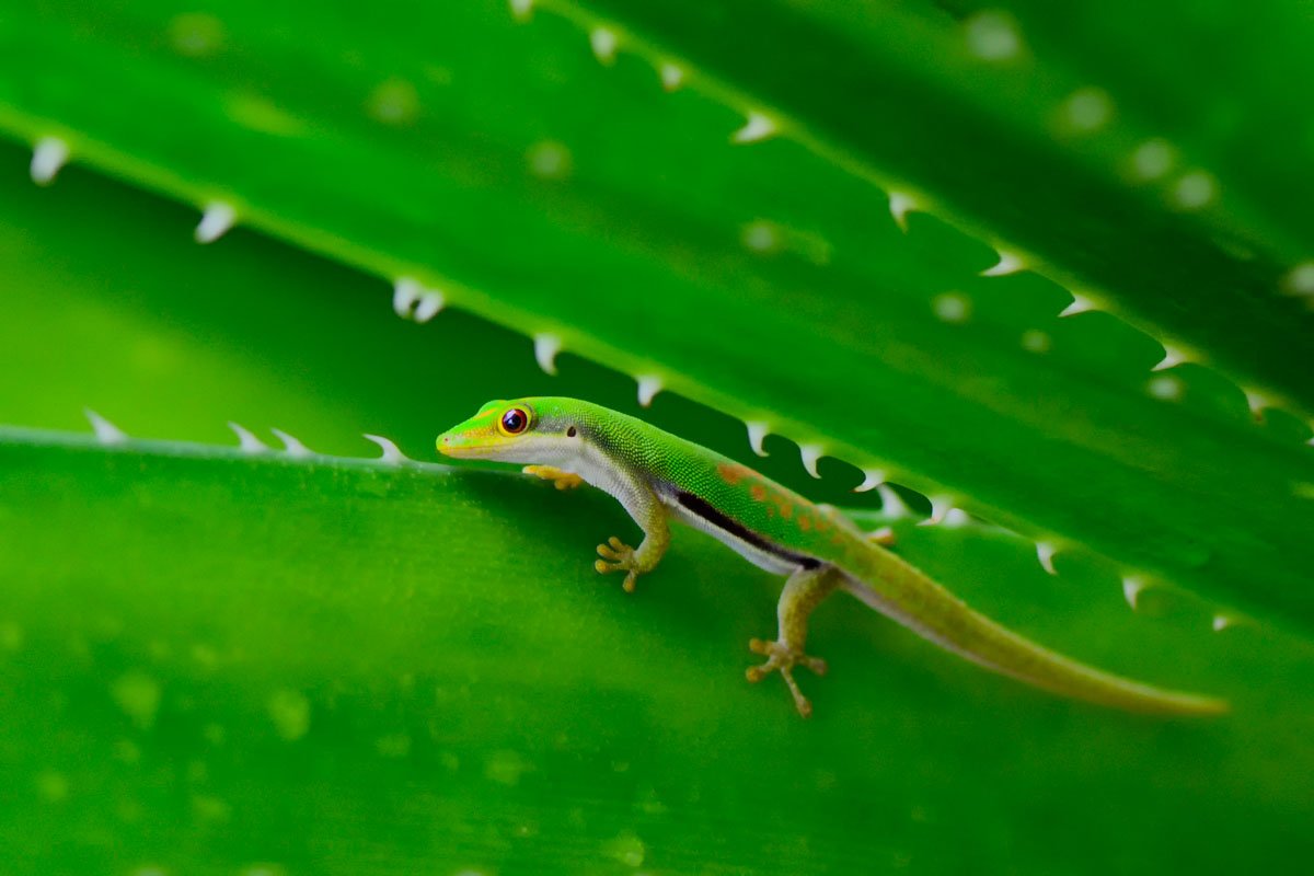 MDG_Madagascar-Madagascar day gecko © Masoala Rain Forest Lodge 1.jpeg