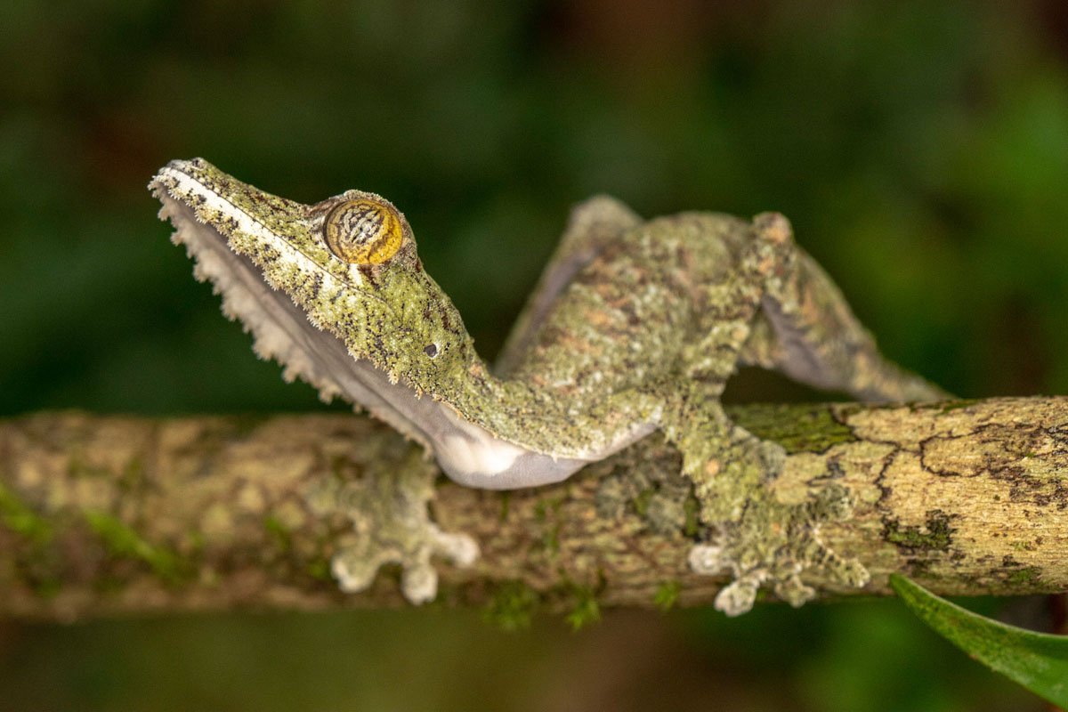 MDG_Madagascar-MFL Leaf-tailed gecko © Masoala Rain Forest Lodge 01.jpeg