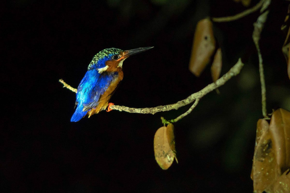 MDG_Madagascar-MFL Madagascar Kingfisher © Masoala Rain Forest Lodge.jpeg