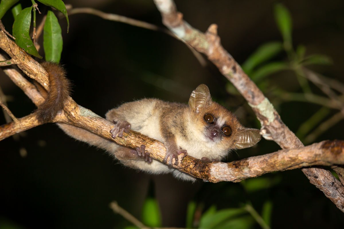 MDG_Madagascar-Mouse Lemur © AdobeStock_349145502.jpeg