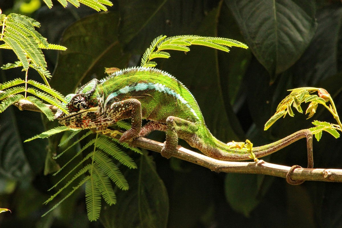 MDG_Madagascar-Panther chameleon © Masoala Rain Forest Lodge 6.jpeg