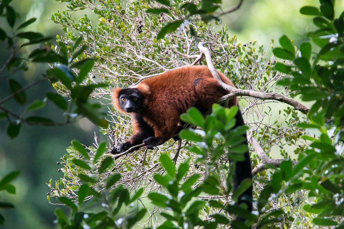 MDG_Madagascar-Red Ruffed lemur © Masoala Rain Forest Lodge 4.jpeg