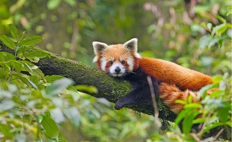 2024 India Red Panda — Wild Earth Expeditions