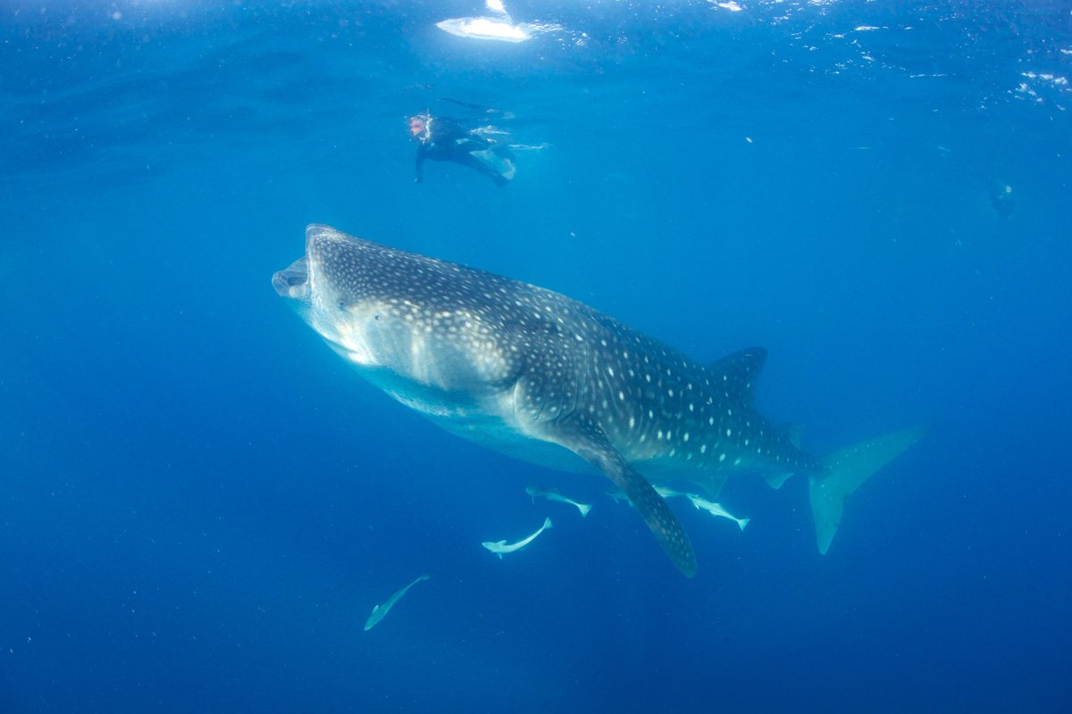 MEX_Isla-Mujeres-UW-Whale-Sharks-©13-Thomas-Baechtold-130.jpg