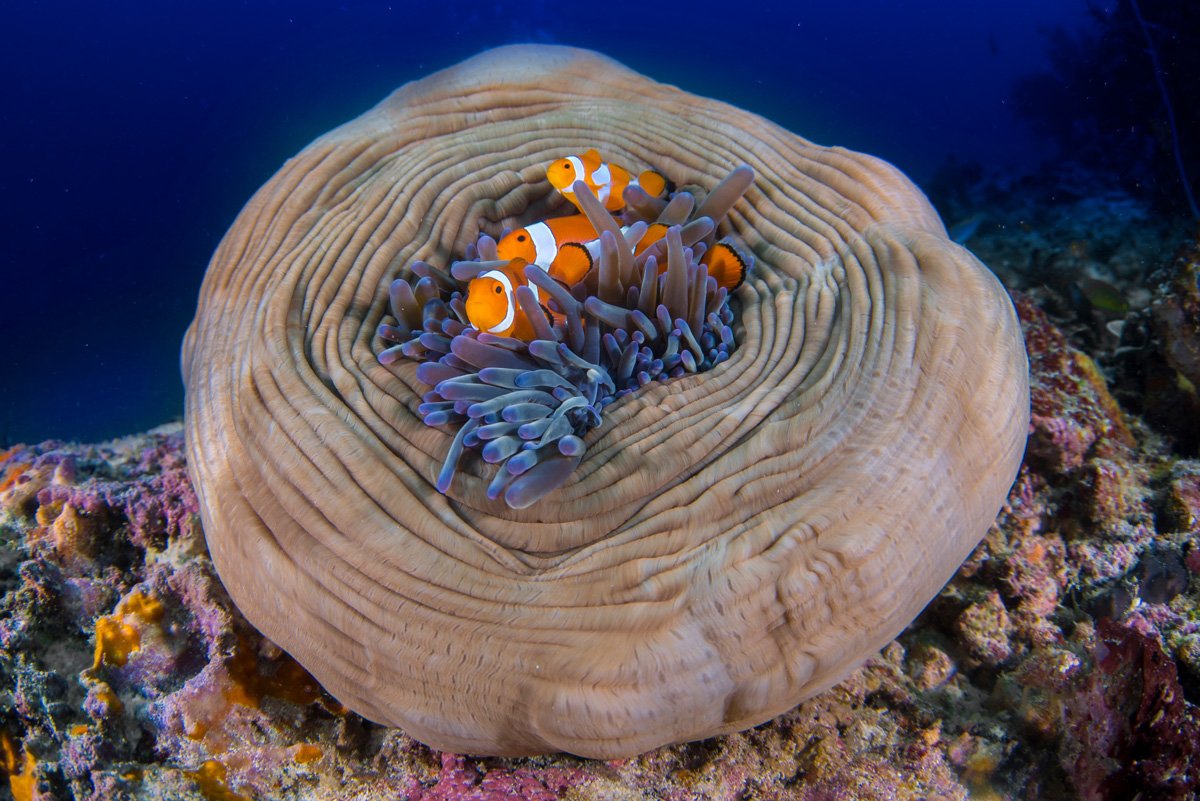 SLB_Solomon-Islands-UW-Anenome-Fish-©-AdobeStock_270259728.jpg