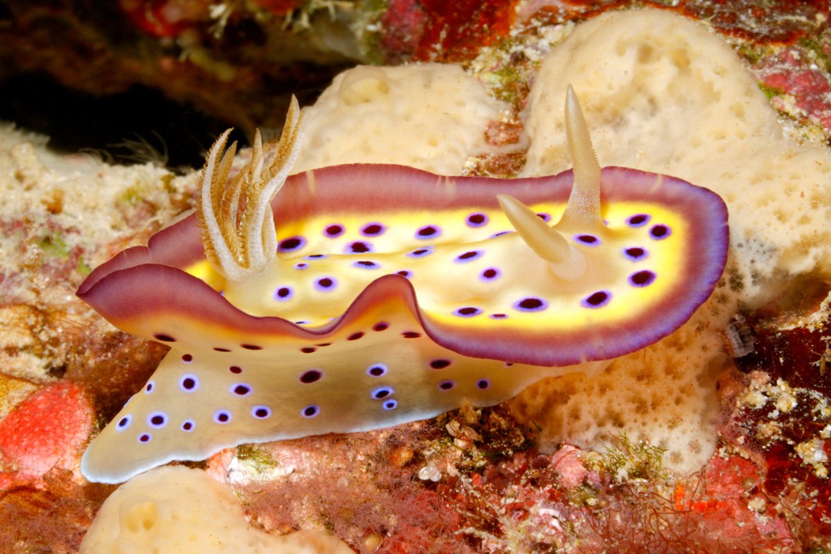 SLB_Solomon-Islands-UW-Nudi-Branch-©-AdobeStock_164659200.jpg