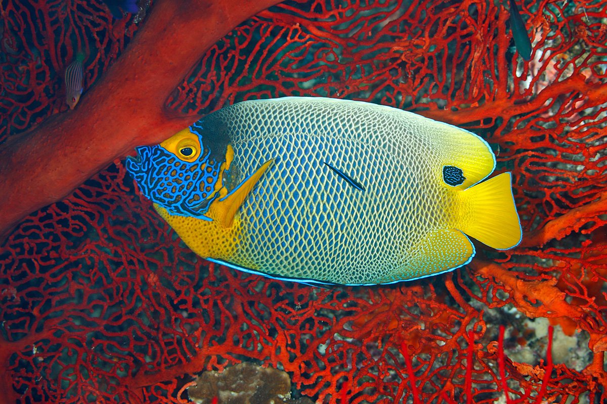 SLB_Solomon-Islands-UW-Angel-Fish-©-AdobeStock_108838307.jpg