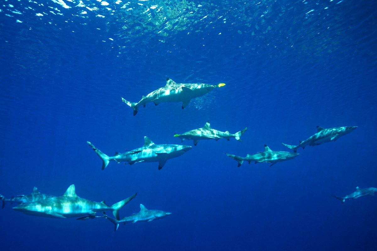 SLB_Solomon-Islands-UW-Schooling-Sharks-©-AdobeStock_105657628.jpg