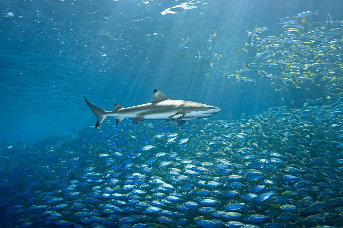 SLB_Uepi-UW-Reef-Shark-w-Fish-©-AdobeStock_21500840.jpg