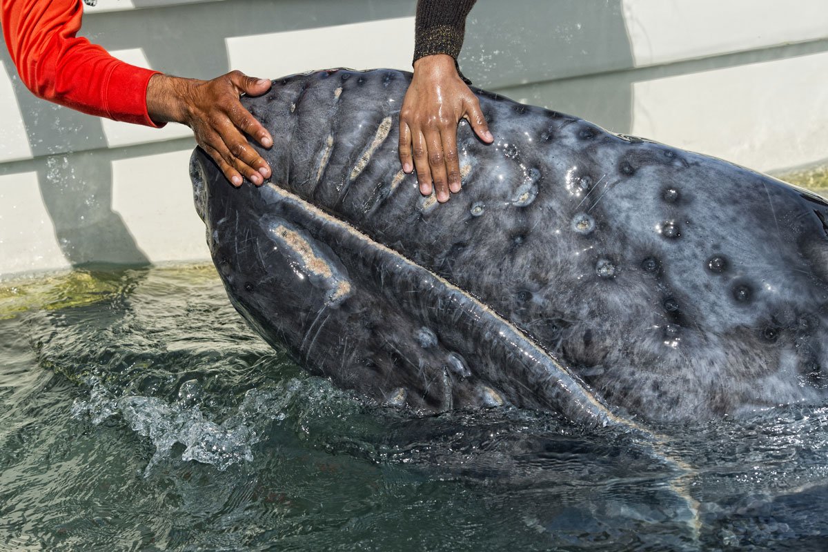 MEX_Baja-Baby-Gray-Whale-w-Hands-©-AdobeStock_77949718.jpg