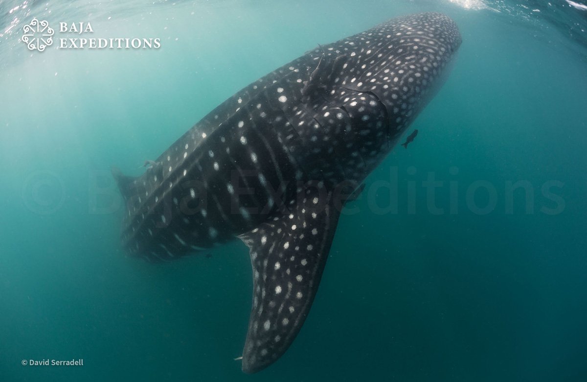 MEX_La-Paz-Whale-Shark-©-David-Serradell-2.jpg