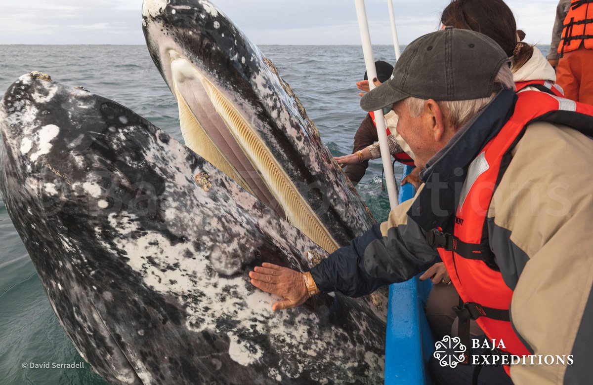 MEX_San-Ignacio-Gray-Whales_Z8A5580-©-David-Serradell.jpg