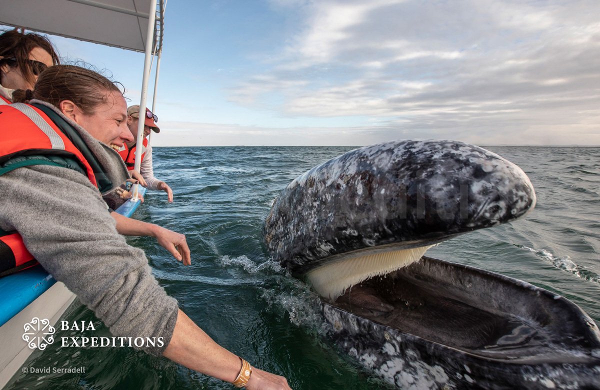 MEX_San-Ignacio-Gray-Whales_Z8A5680-©-David-Serradell.jpg