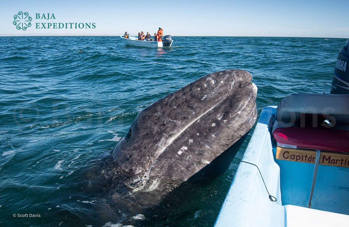 MEX_San-Ignacio-Gray-Whales-©-Scott-Davis-28.jpg