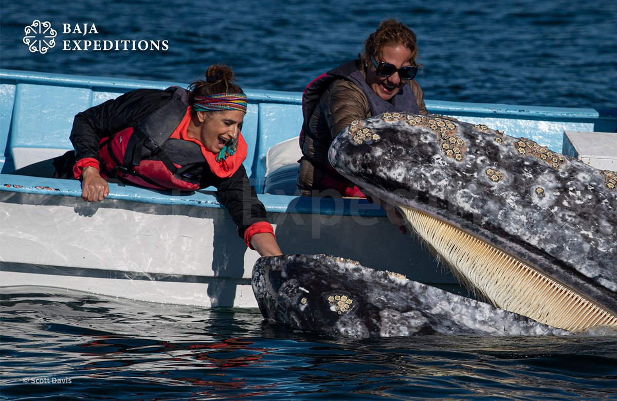 MEX_San-Ignacio-Gray-Whales-©-Scott-Davis.jpg