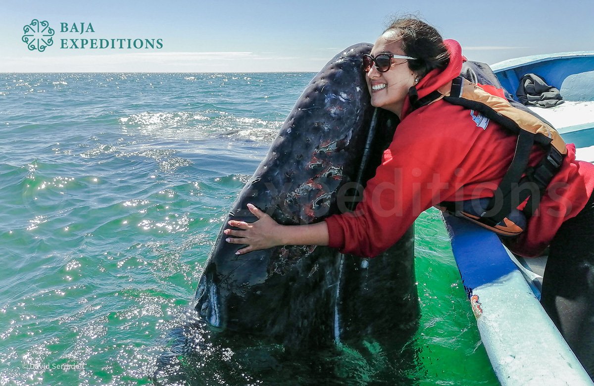 MEX_San-Ignacio-Gray-Whales-Hug-©-Gordon-Kipp.jpg