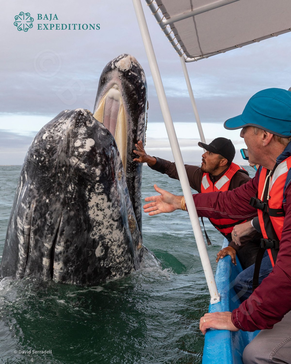 MEX_San-Ignacio-Gray-Whales-Z8A5468-©-David-Serradell.jpg